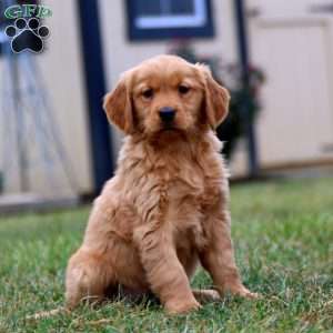 Cassie, Golden Retriever Puppy