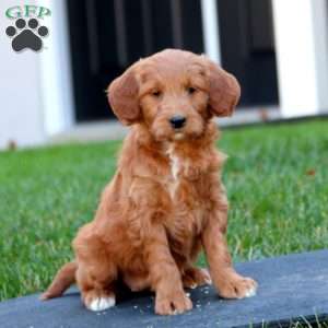 Cassie, Mini Goldendoodle Puppy