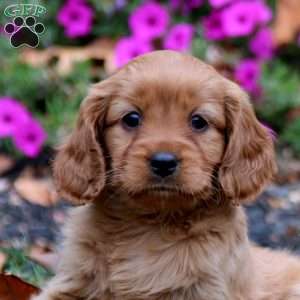 Cassie, Miniature Golden Retriever Puppy