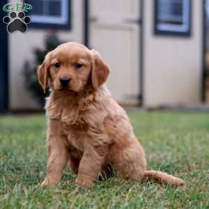 Cassie, Golden Retriever Puppy