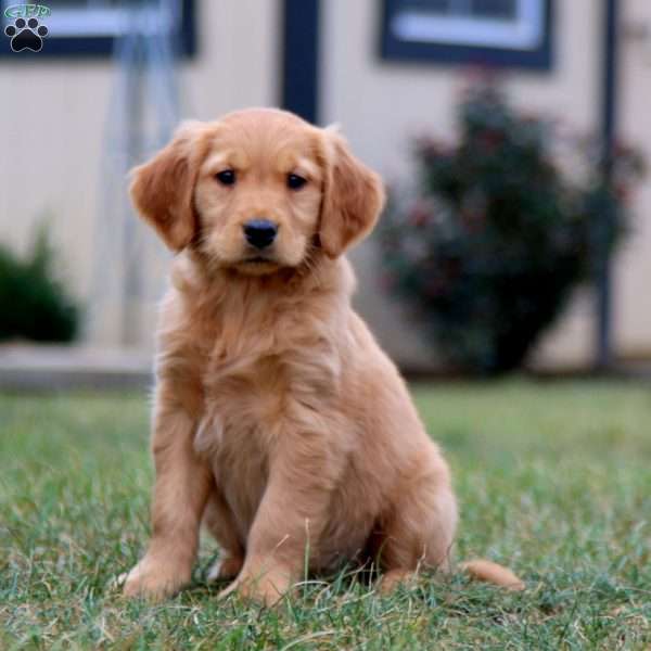 Cathy, Golden Retriever Puppy