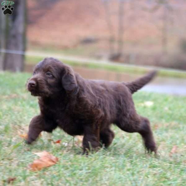 Cathy, Labradoodle Puppy