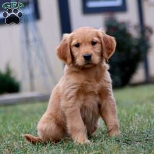 Cathy, Golden Retriever Puppy