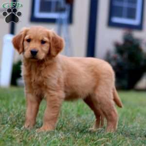 Cathy, Golden Retriever Puppy