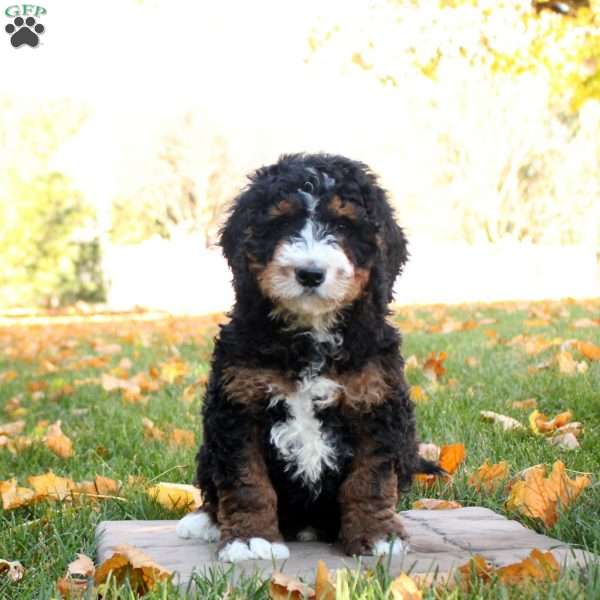 Cayden, Mini Bernedoodle Puppy