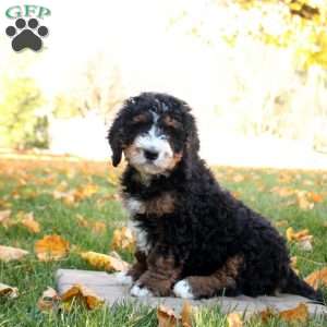 Cayden, Mini Bernedoodle Puppy