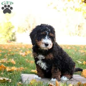 Cayden, Mini Bernedoodle Puppy