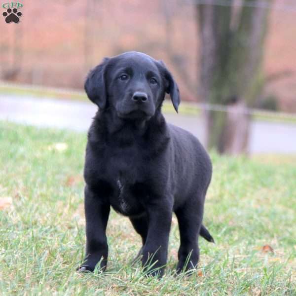 Cayson, Labradoodle Puppy