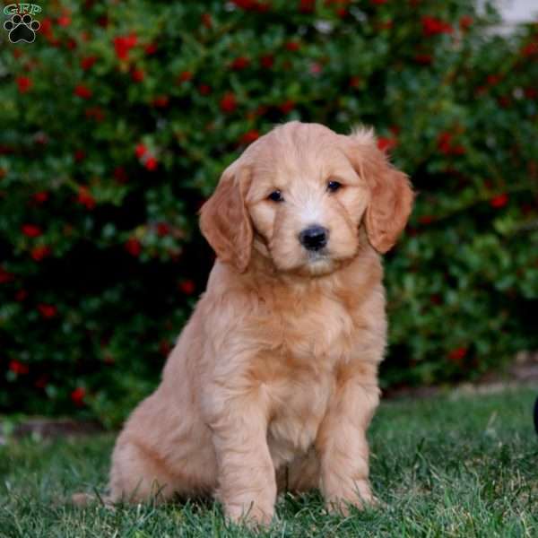 Cayson, Goldendoodle Puppy