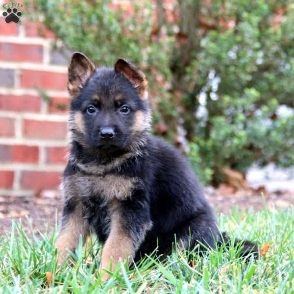 Cayson, German Shepherd Puppy