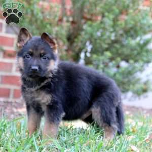 Cayson, German Shepherd Puppy