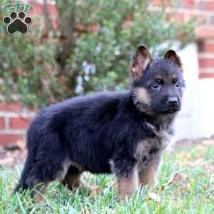 Cayson, German Shepherd Puppy