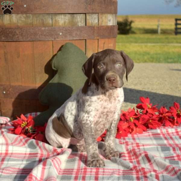 Cedar, German Shorthaired Pointer Puppy