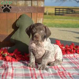 Cedar, German Shorthaired Pointer Puppy