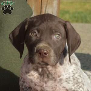 Cedar, German Shorthaired Pointer Puppy