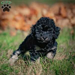 Chad, Toy Poodle Puppy