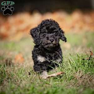 Chad, Toy Poodle Puppy