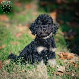 Chad, Toy Poodle Puppy