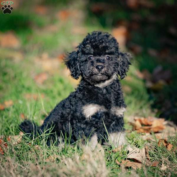 Chad, Toy Poodle Puppy