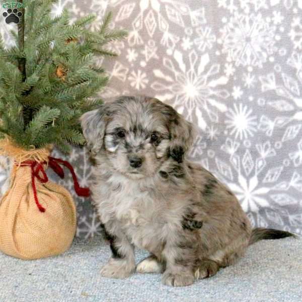 Chance, Mini Goldendoodle Puppy