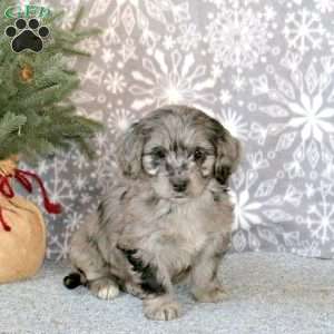 Chance, Mini Goldendoodle Puppy