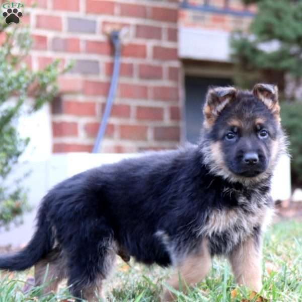 Chance, German Shepherd Puppy