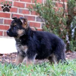 Chance, German Shepherd Puppy