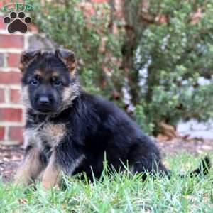 Chance, German Shepherd Puppy