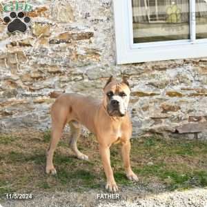 Eclipse, Cane Corso Puppy