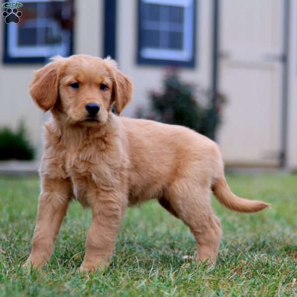 Charity, Golden Retriever Puppy