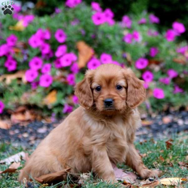 Charity, Miniature Golden Retriever Puppy