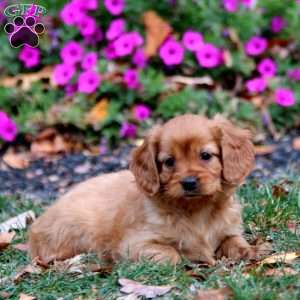 Charity, Miniature Golden Retriever Puppy