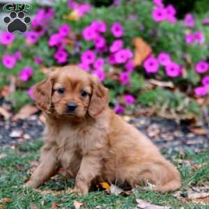 Charity, Miniature Golden Retriever Puppy