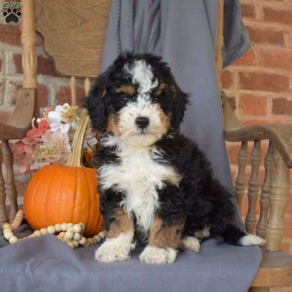 Charlie, Mini Bernedoodle Puppy