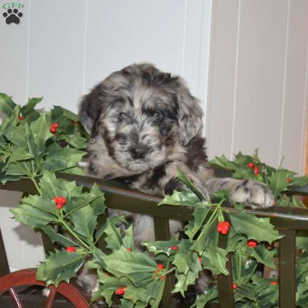 Charlie, Bernedoodle Puppy