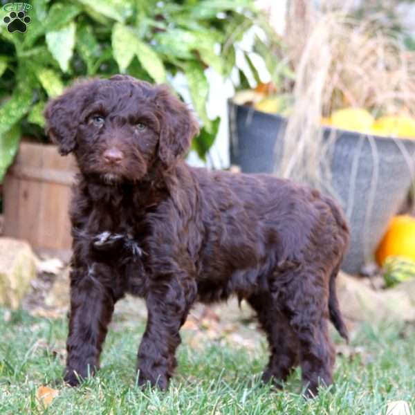 Charlie, Portuguese Water Dog Puppy