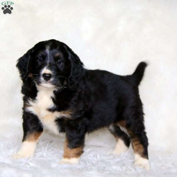 Charlie, Mini Bernedoodle Puppy