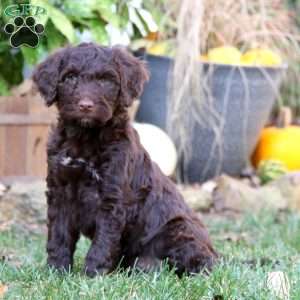 Charlie, Portuguese Water Dog Puppy