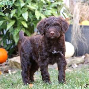 Charlie, Portuguese Water Dog Puppy