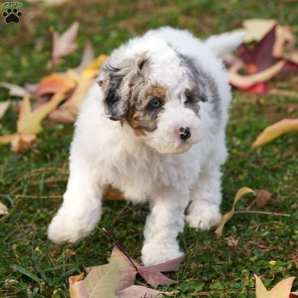 Charlie, Mini Sheepadoodle Puppy