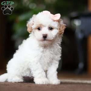 Charlotte, Shih-Poo Puppy