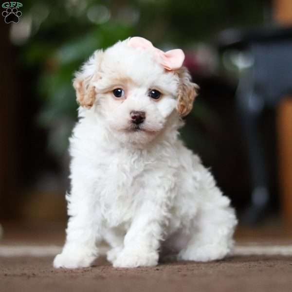 Charlotte, Shih-Poo Puppy