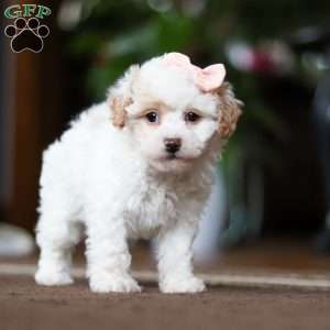 Charlotte, Shih-Poo Puppy