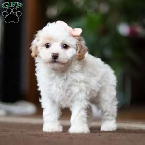 Charlotte, Shih-Poo Puppy