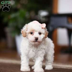 Charlotte, Shih-Poo Puppy