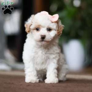 Charlotte, Shih-Poo Puppy