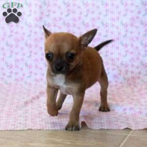 Charming Chad, Chihuahua Puppy