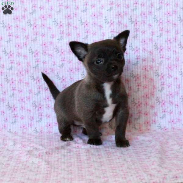 Charming Charlie, Chihuahua Puppy