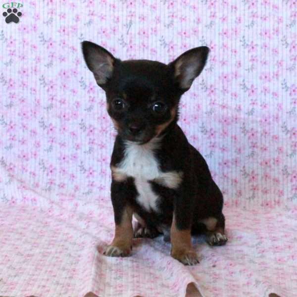 Charming Chipper, Chihuahua Puppy