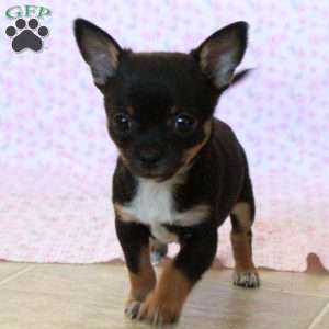 Charming Chipper, Chihuahua Puppy